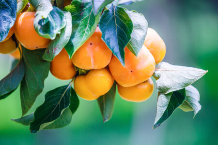 All About the American Persimmon Tree Image
